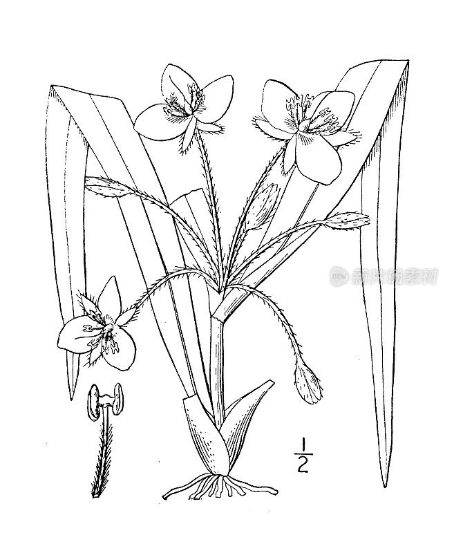 古植物学植物插图:短枝Tradescantia brevicaulis，短茎spiderwort